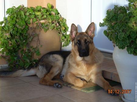 rex 